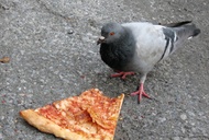 Local Obsessions: NYC Pizza by the Slice